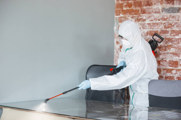 Best Basement Mold Removal in Corning, CA