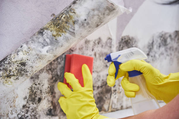 Best Industrial Mold Remediation in Corning, CA